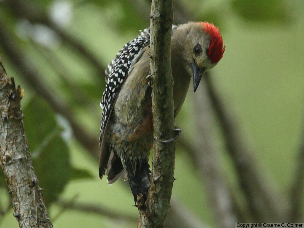 Red-crowned Woodpecker (Melanerpes rubricapillus) - Adult male