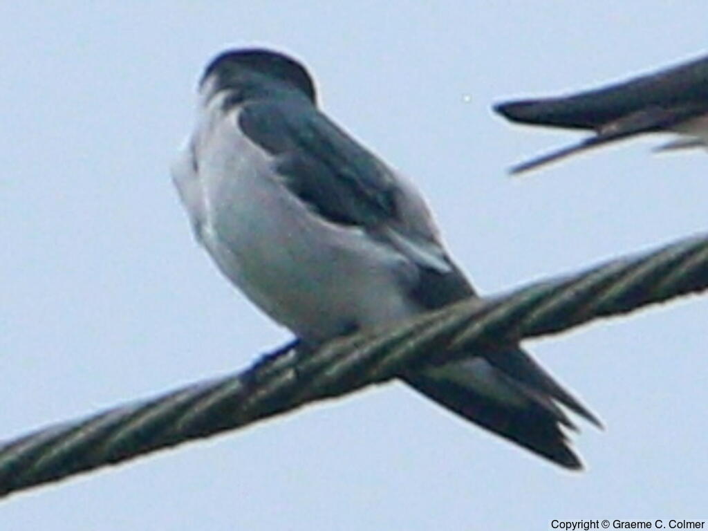 Mangrove Swallow (Tachycineta albilinea) - Adult