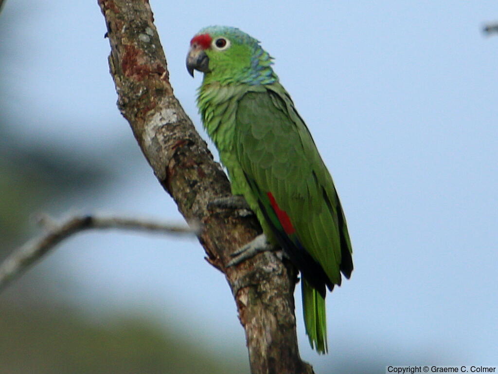 Red-lored Parrot (Amazona autumnalis) - Adult