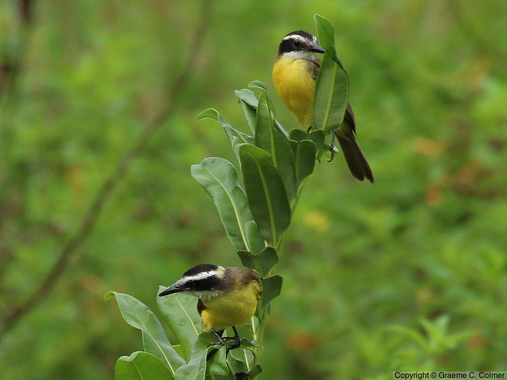 Lesser Kiskadee (Philohydor lictor) - Adults