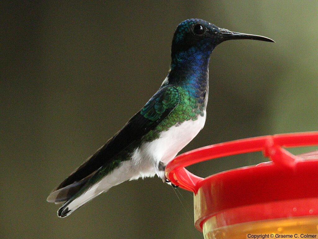 White-necked Jacobin (Florisuga mellivora) - Adult male