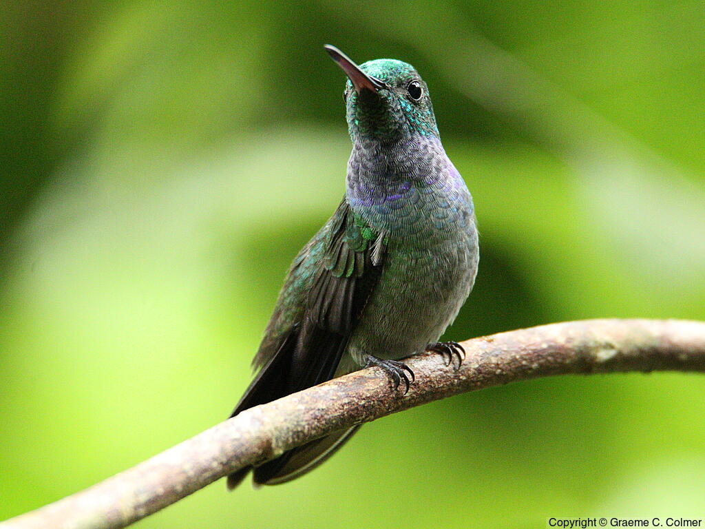 Blue-chested Hummingbird (Polyerata amabilis) - Adult male