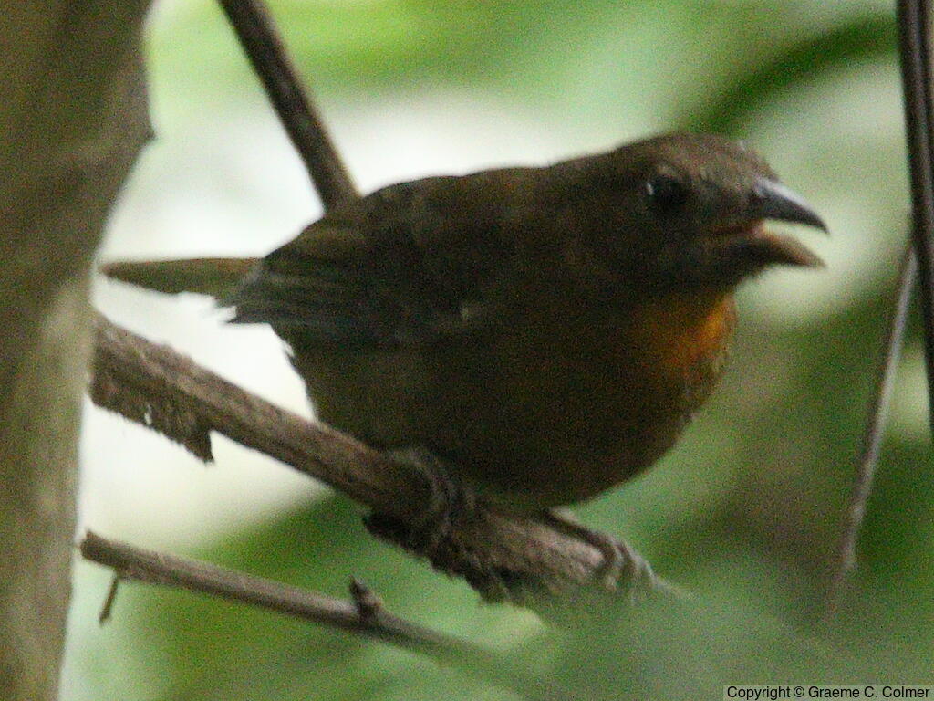 Red-throated Ant-Tanager (Habia fuscicauda) - Adult