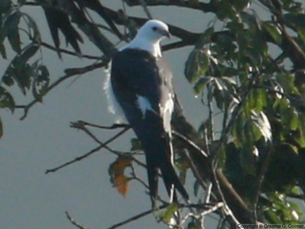 Swallow-tailed Kite (Elanoides forficatus) - Adult