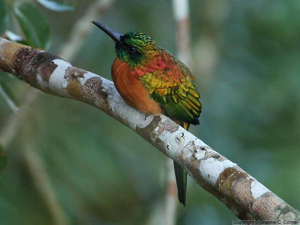 Great Jacamar (Jacamerops aureus) - Adult