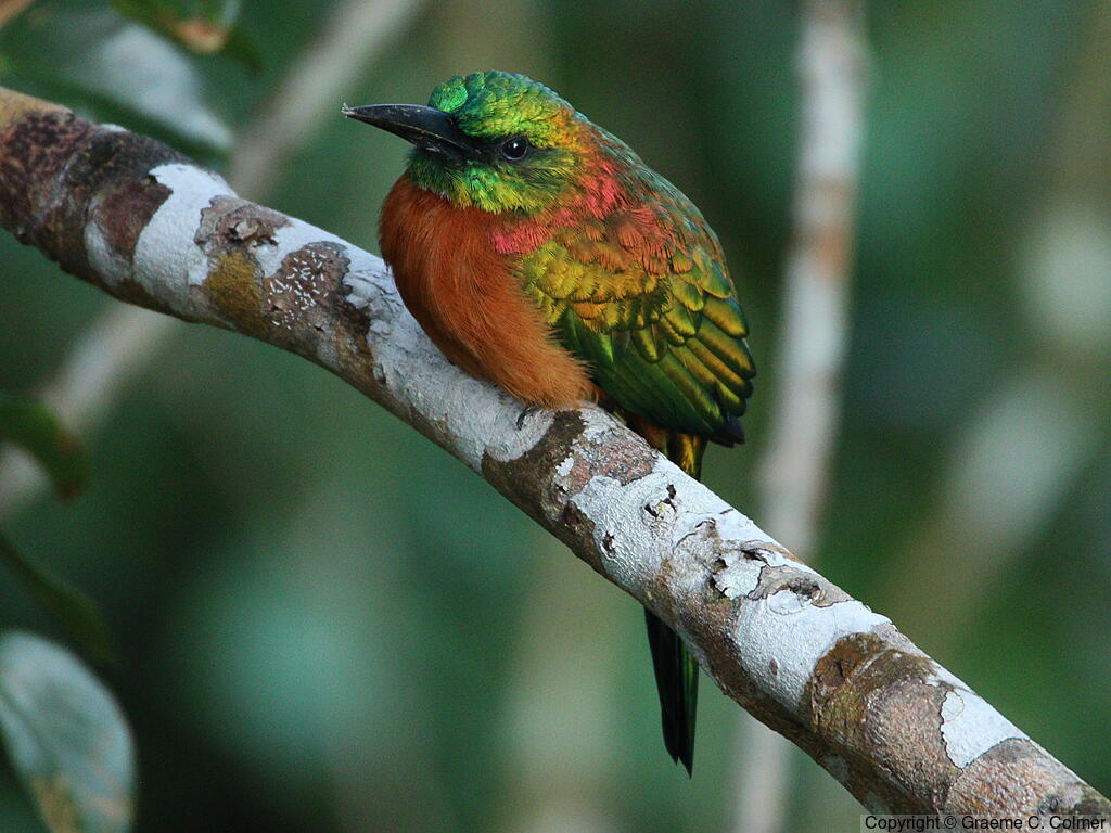 Great Jacamar (Jacamerops aureus) - Adult