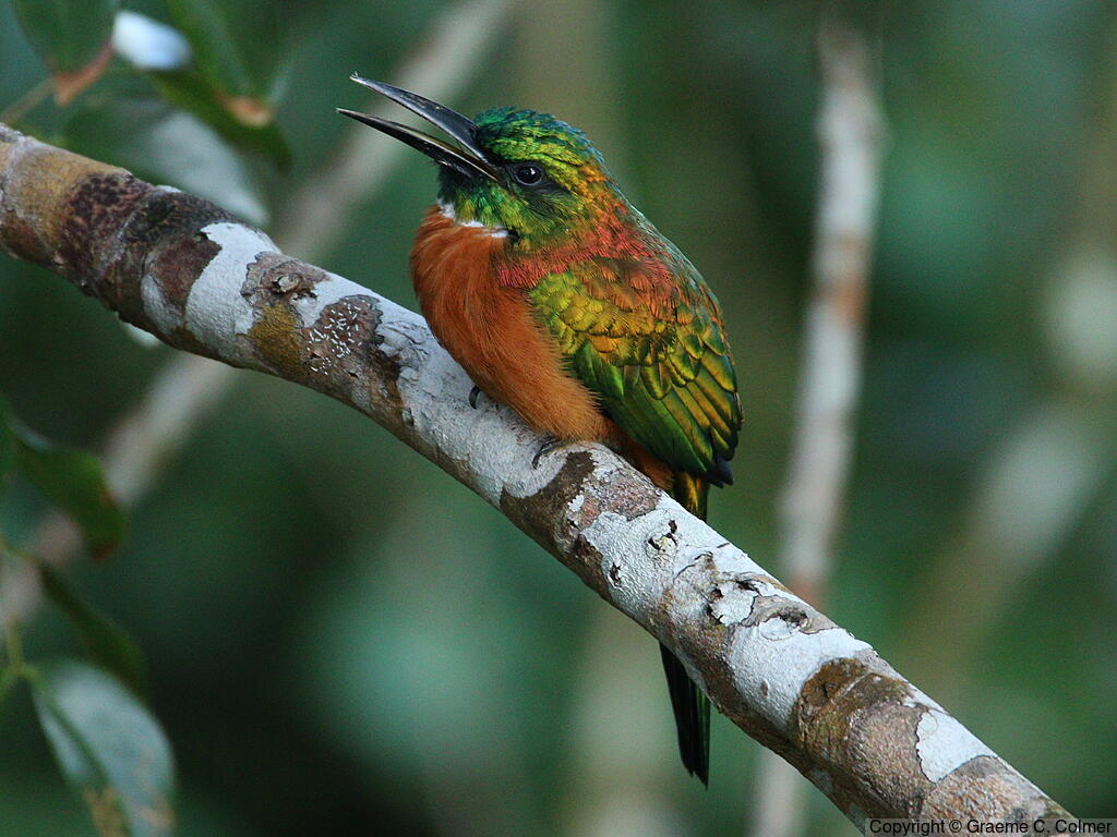 Great Jacamar (Jacamerops aureus) - Adult