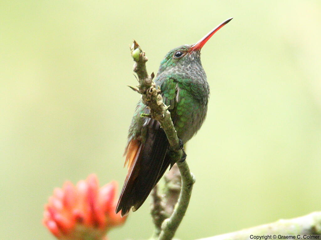Rufous-tailed Hummingbird (Amazilia tzacatl) - Adult