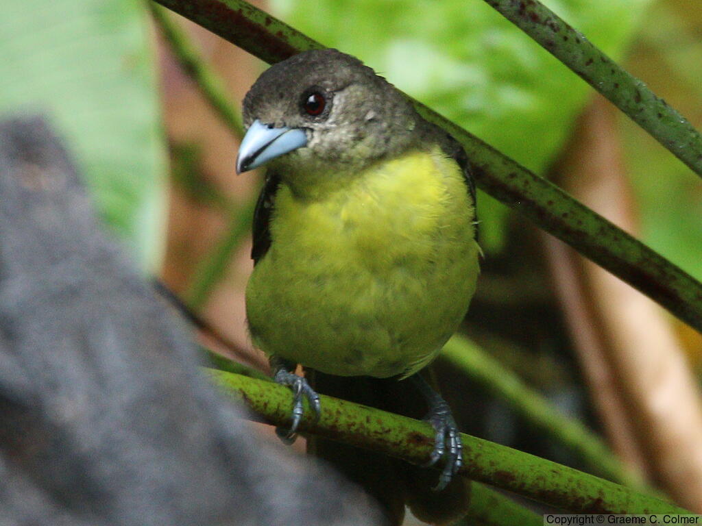 Flame-rumped Tanager (Ramphocelus flammigerus) - Adult female