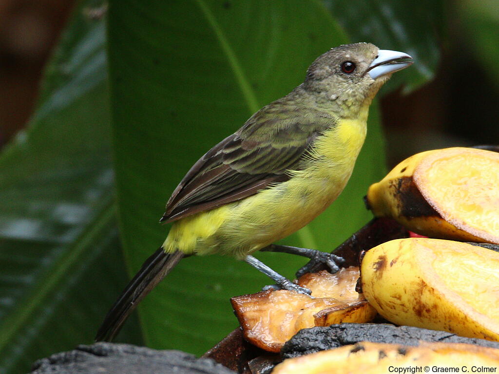 Flame-rumped Tanager (Ramphocelus flammigerus) - Adult female