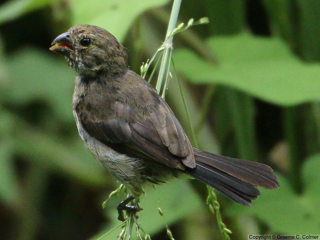 Variable Seedeater - Love Your Planet