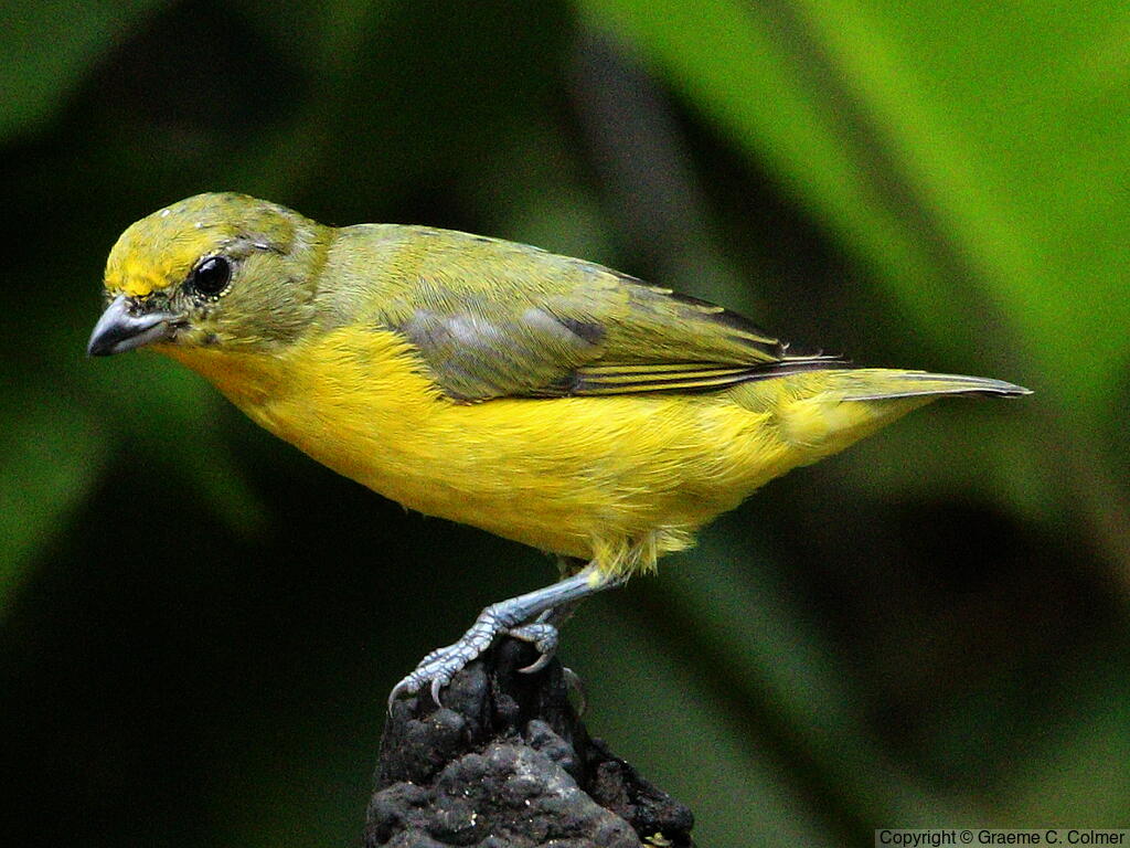 Thick-billed Euphonia (Euphonia laniirostris) - Adult female