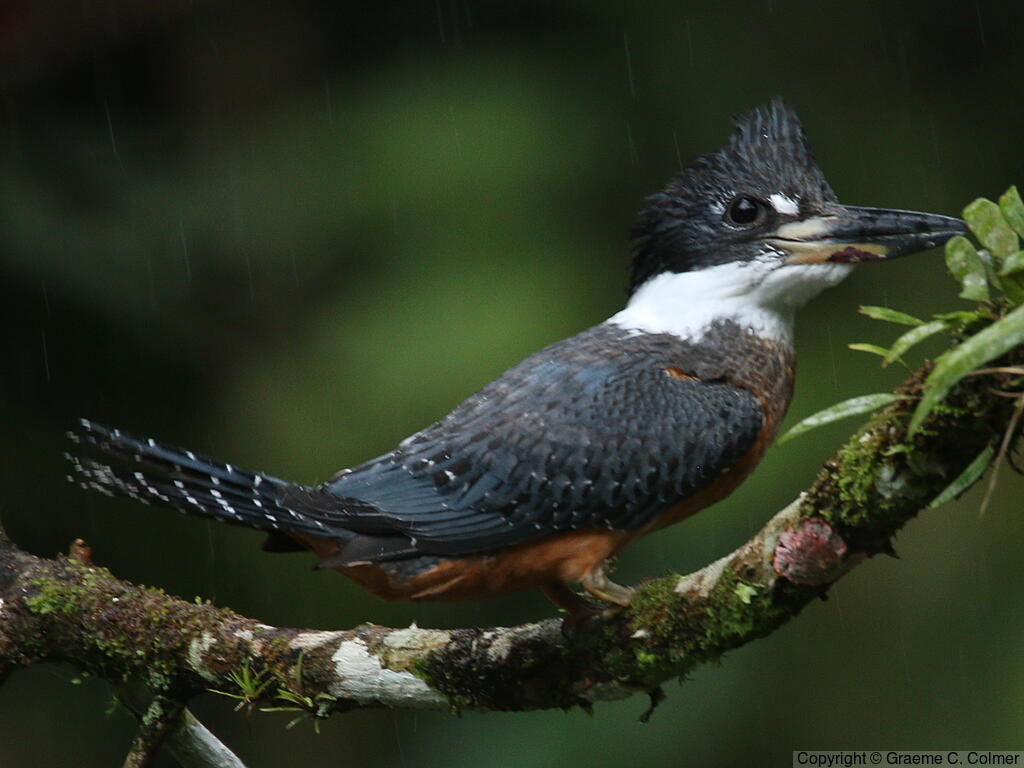 Amazon Kingfisher (Chloroceryle amazona) - Adult
