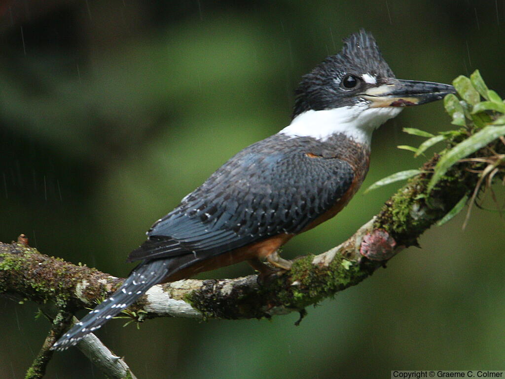 Amazon Kingfisher (Chloroceryle amazona) - Adult