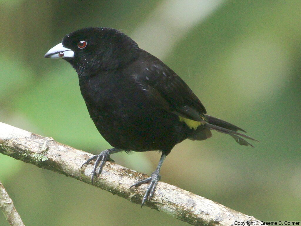Flame-rumped Tanager (Ramphocelus flammigerus) - Adult male