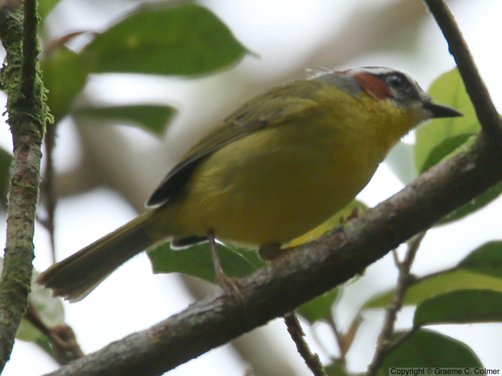 Chestnut-capped Warbler (Basileuterus delattrii) - Adult
