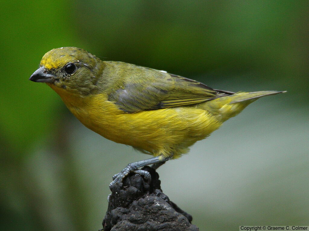 Thick-billed Euphonia (Euphonia laniirostris) - Adult female