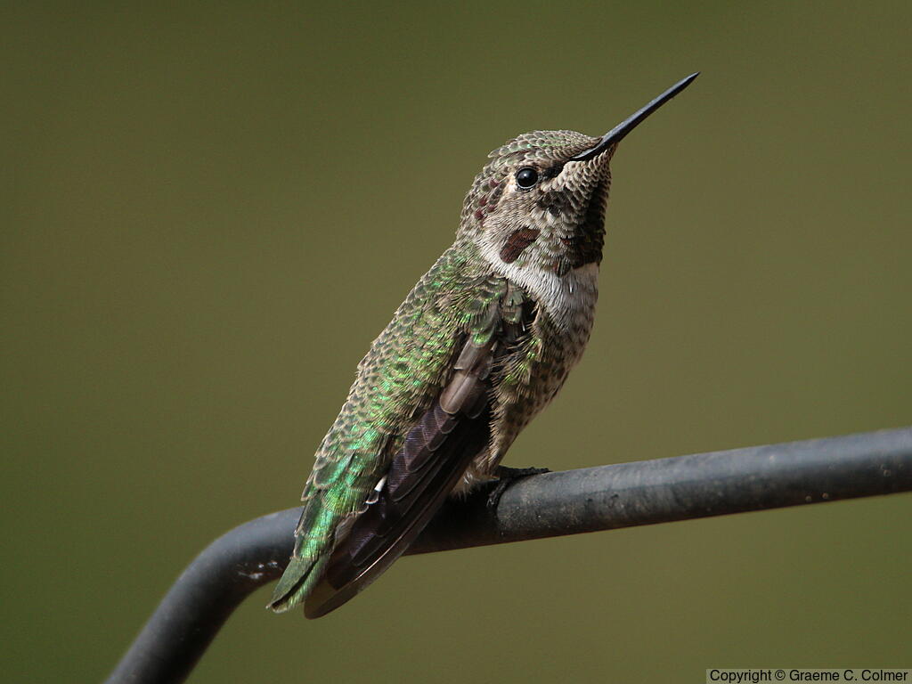 Anna's Hummingbird (Calypte anna) - Immature male