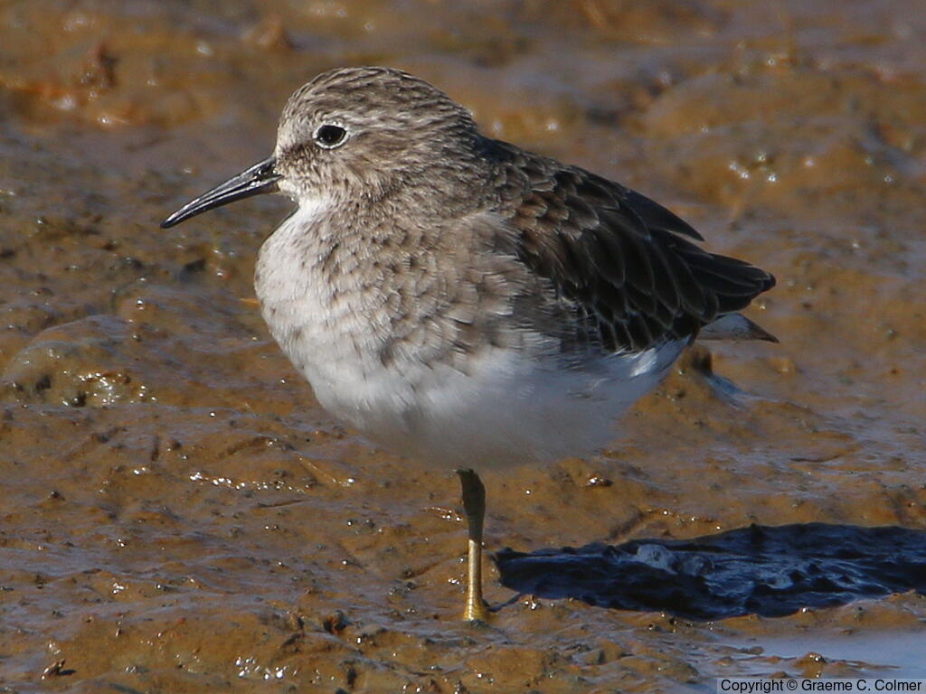 Least Sandpiper (Calidris minutilla) - Nonbreeding adult