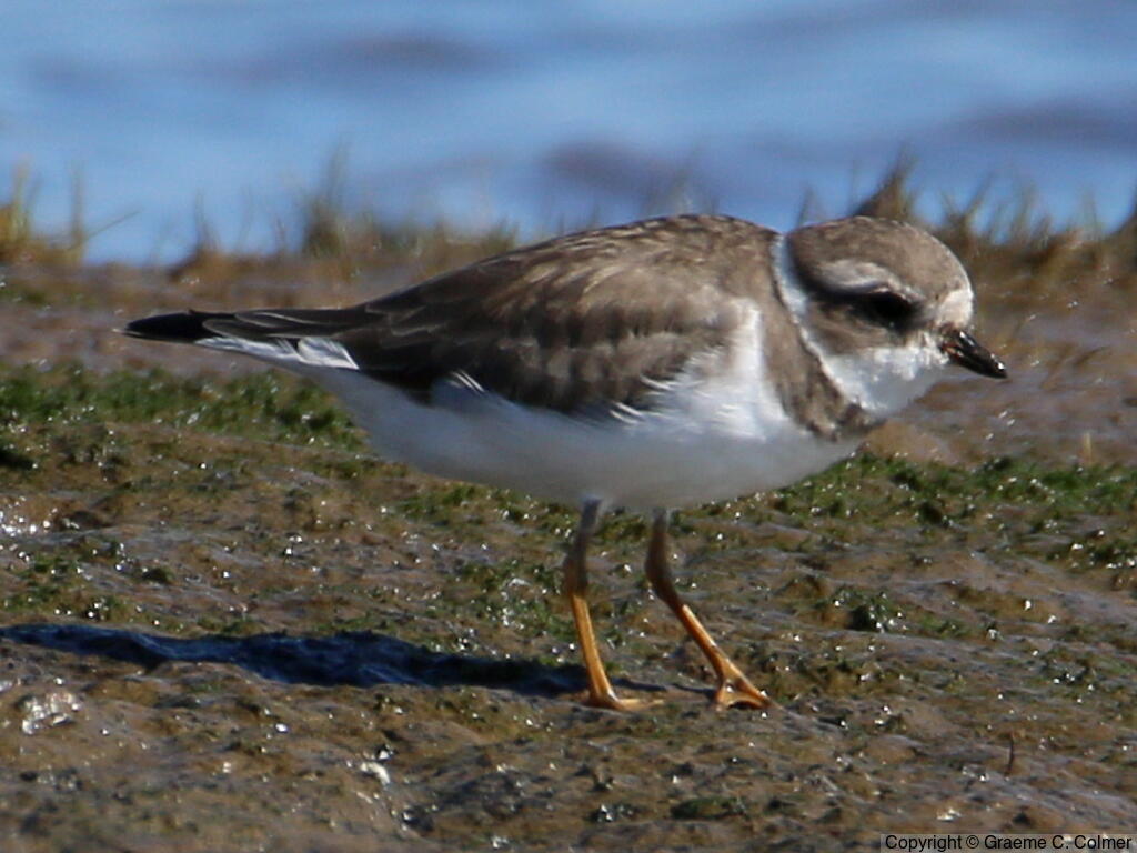 Semipalmated Plover (Charadrius semipalmatus) - Adult