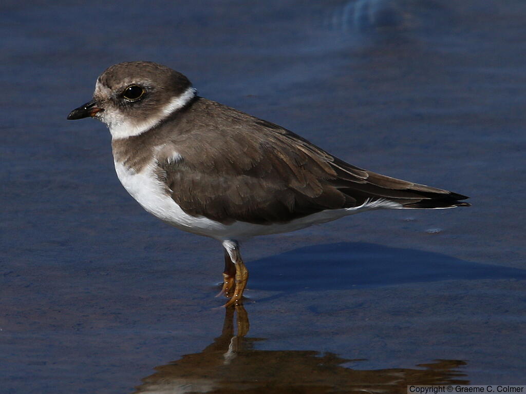 Semipalmated Plover (Charadrius semipalmatus) - Adult