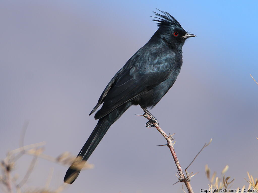 Phainopepla (Phainopepla nitens) - Adult male