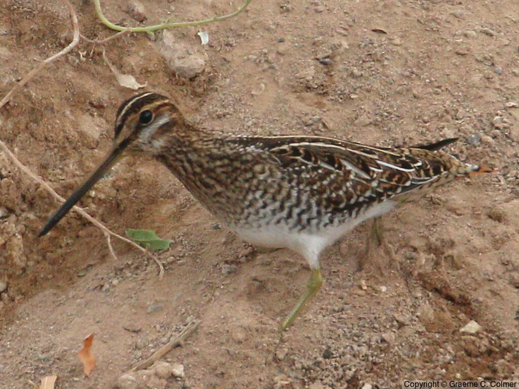 Wilson's Snipe (Gallinago delicata) - Adult