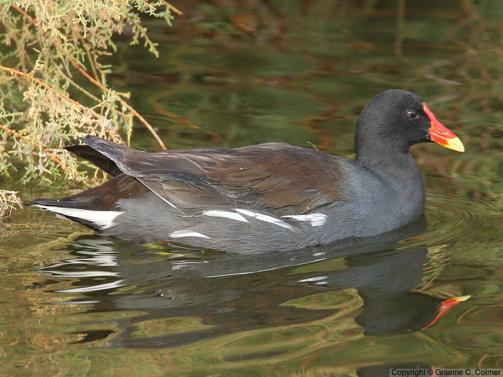 Common Gallinule (Gallinula galeata) - Adult