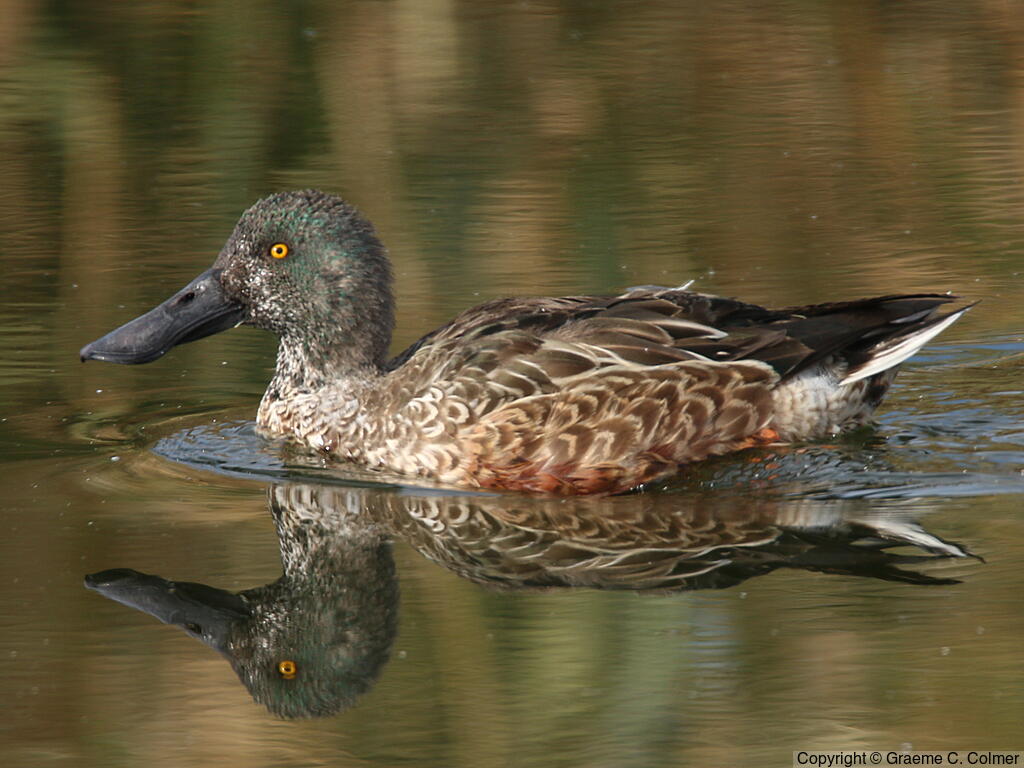 Northern Shoveler (Spatula clypeata) - Non-breeding male