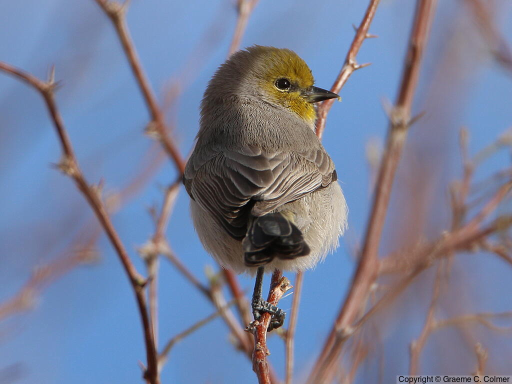 Verdin (Auriparus flaviceps) - Adult