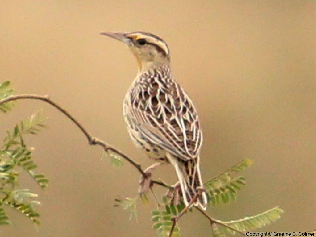 Eastern Meadowlark (Sturnella magna) - Adult