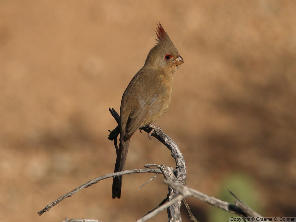 Pyrrhuloxia (Cardinalis sinuatus) - Adult female