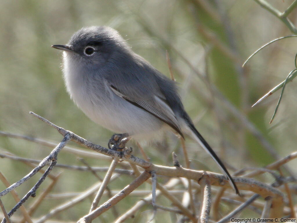 Black-tailed Gnatcatcher (Polioptila melanura) - Adult