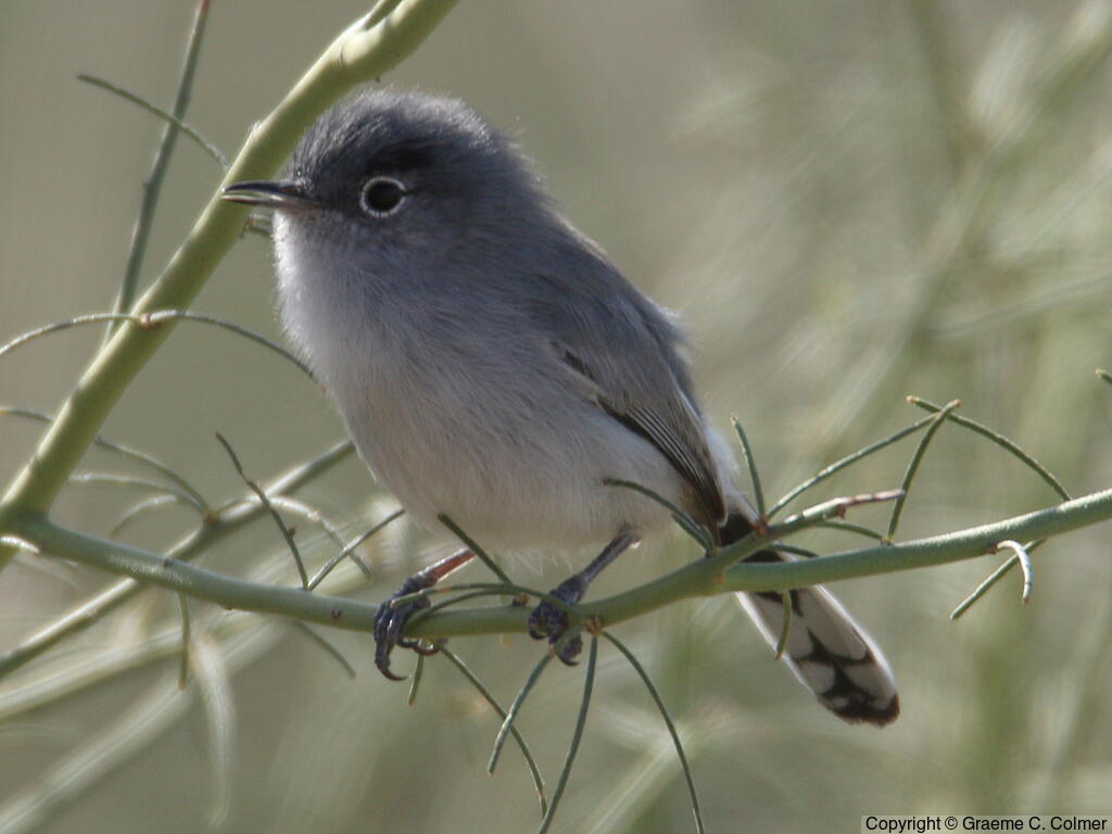 Black-tailed Gnatcatcher (Polioptila melanura) - Adult