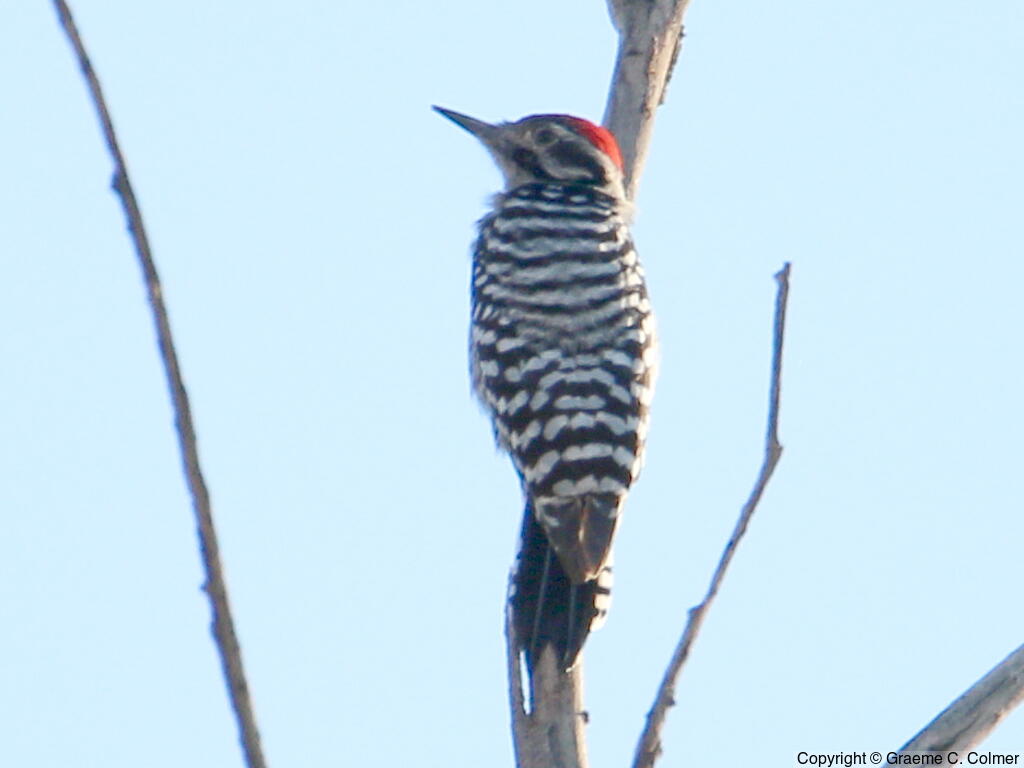 Ladder-backed Woodpecker (Dryobates scalaris) - Adult male