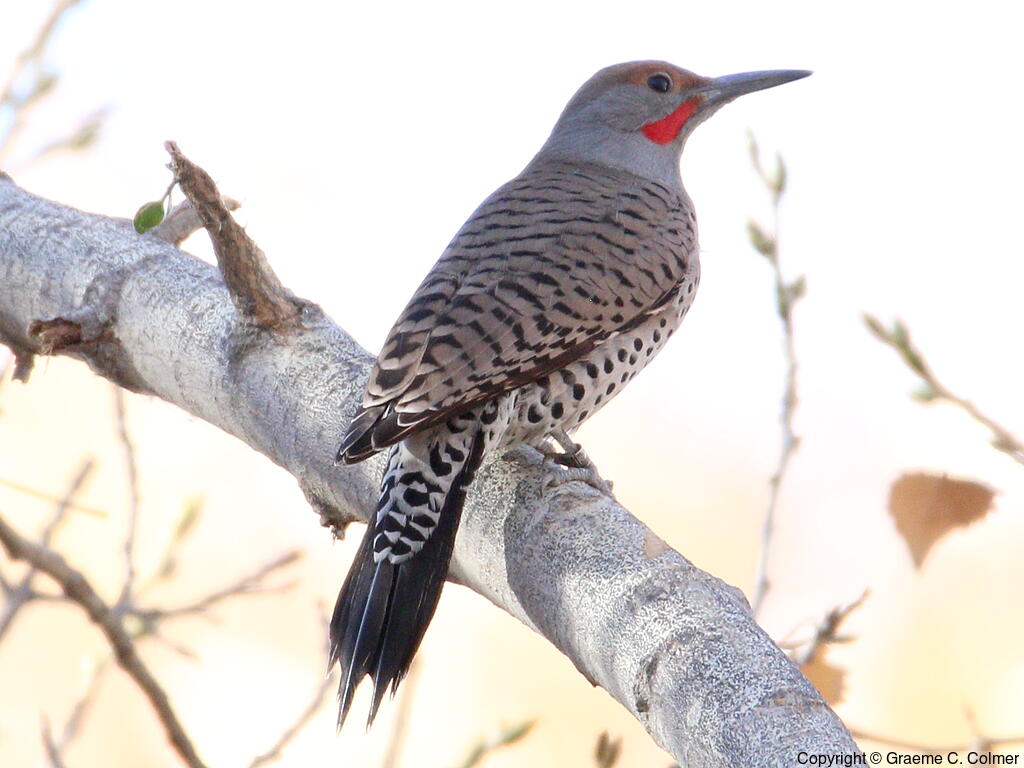 Northern Flicker (Colaptes auratus) - Adult male (red-shafted)