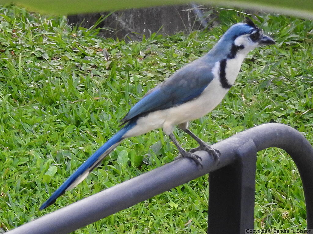 White-throated Magpie-Jay (Calocitta formosa) - Adult