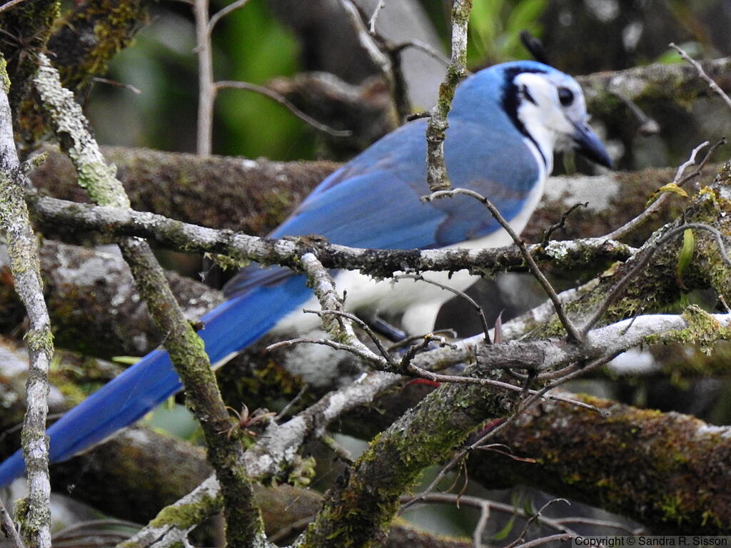 White-throated Magpie-Jay (Calocitta formosa) - Adult