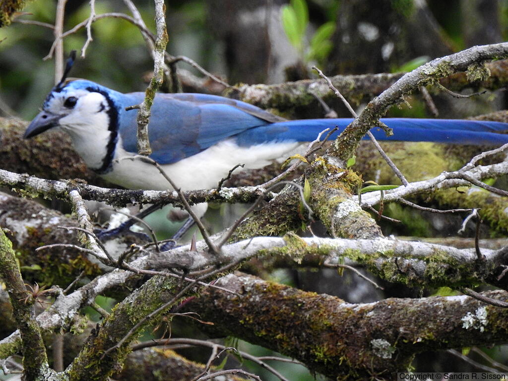 White-throated Magpie-Jay (Calocitta formosa) - Adult