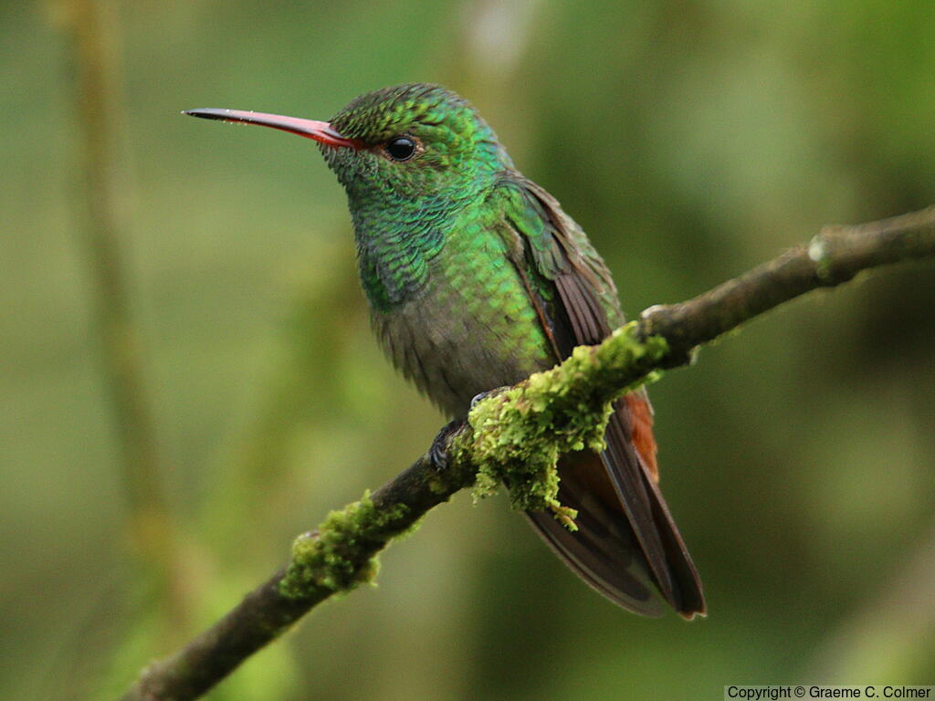 Rufous-tailed Hummingbird (Amazilia tzacatl) - Adult male
