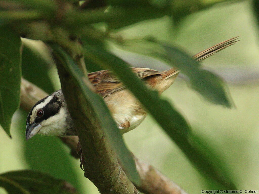 Stripe-headed Sparrow (Peucaea ruficauda) - Adult