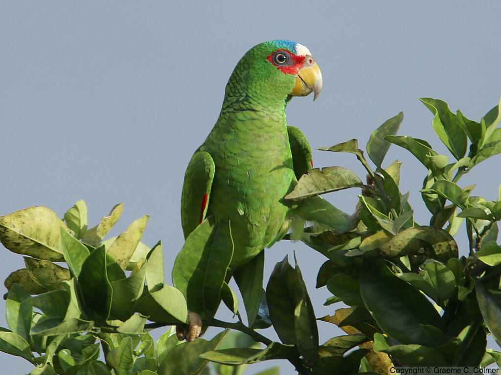 White-fronted Parrot (Amazona albifrons) - Adult