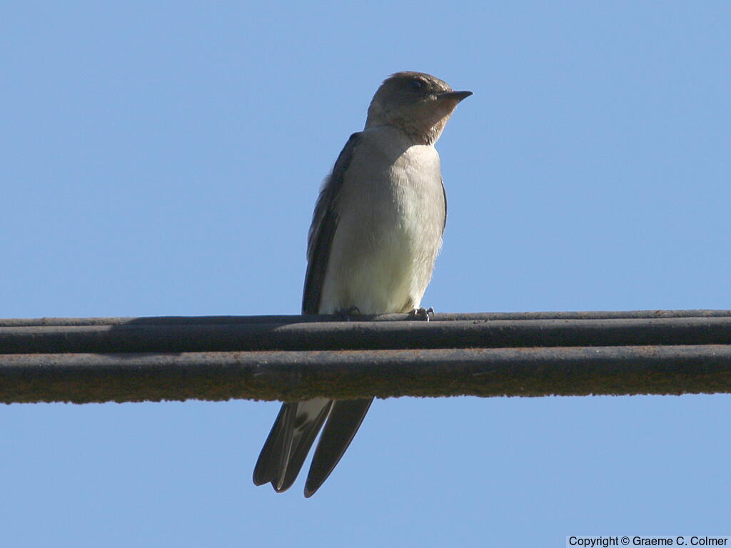 Southern Rough-winged Swallow (Stelgidopteryx ruficollis) - Adult