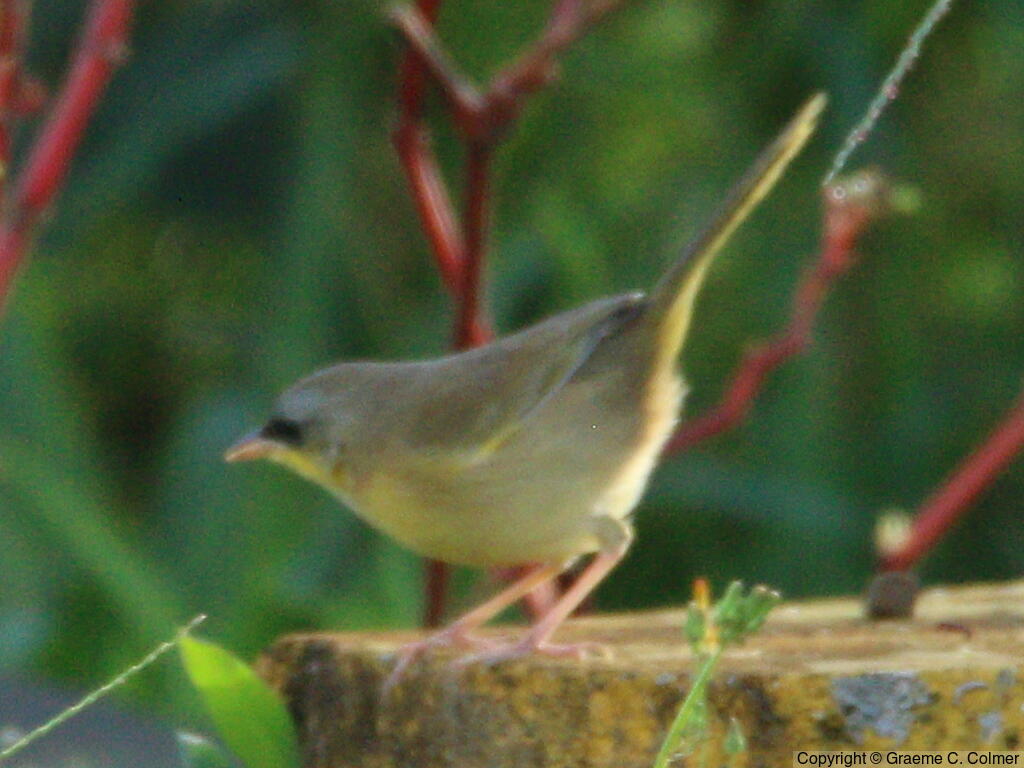 Gray-crowned Yellowthroat (Geothlypis poliocephala) - Adult female