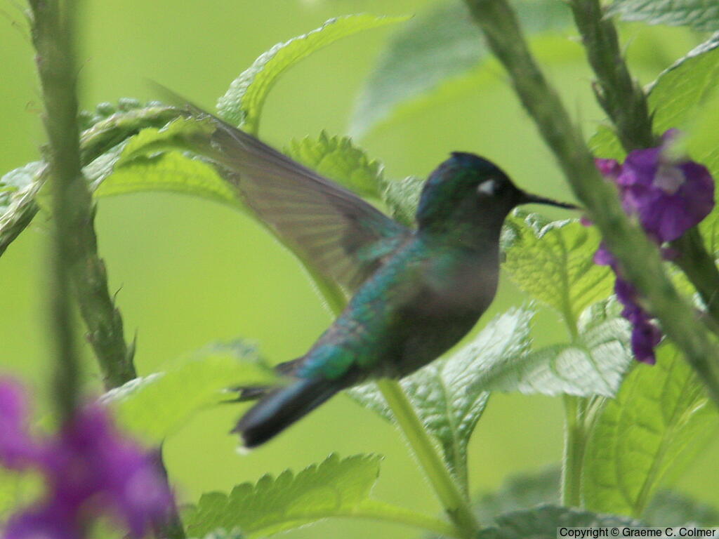 Violet-headed Hummingbird (Klais guimeti) - Adult male