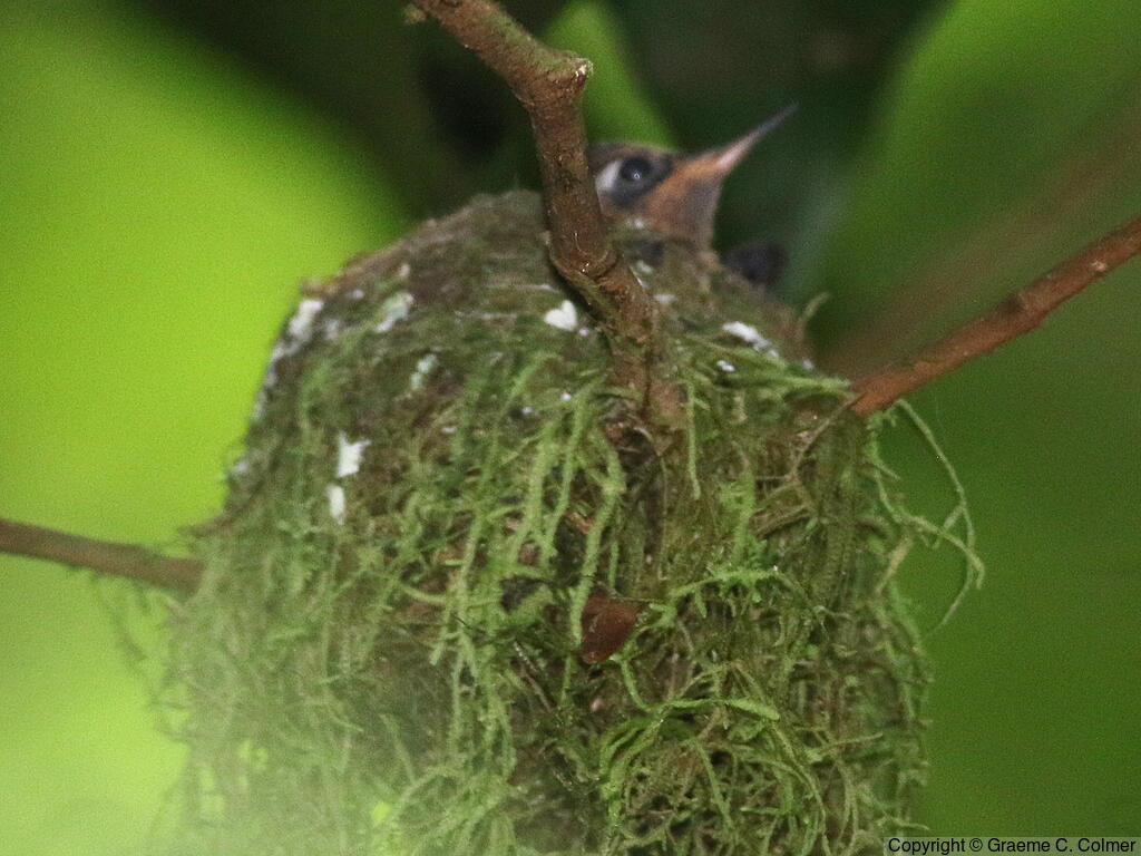 Purple-throated Mountain-gem (Lampornis calolaemus) - Female on nest