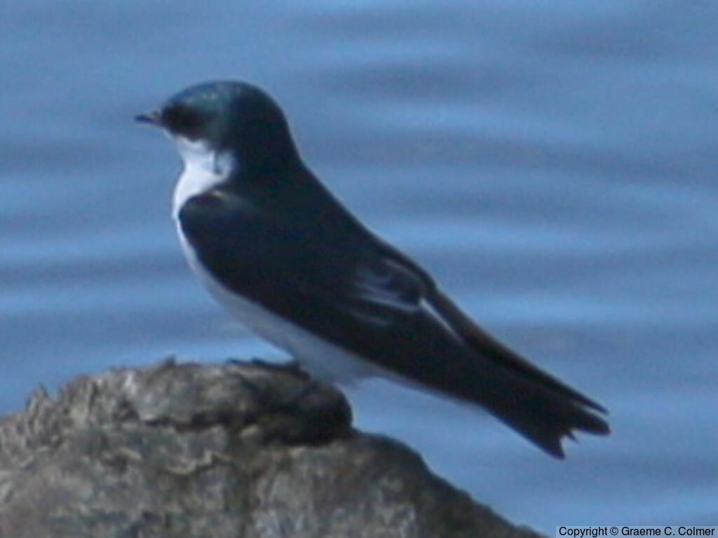 Mangrove Swallow (Tachycineta albilinea) - Adult