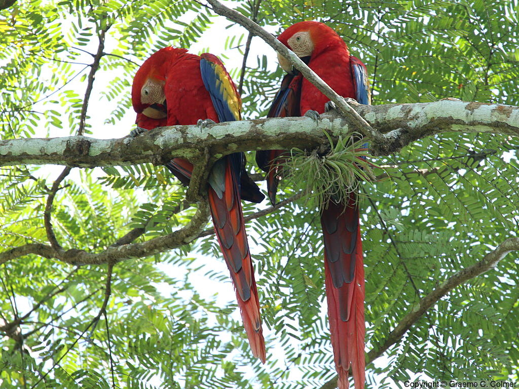 Scarlet Macaw (Ara macao) - Adults