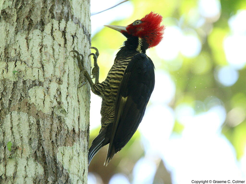 Pale-billed Woodpecker (Campephilus guatemalensis) - Adult female