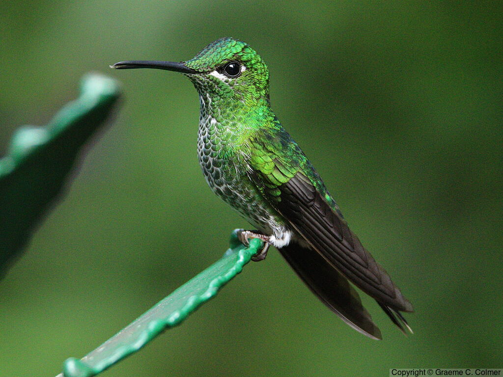 Green-crowned Brilliant (Heliodoxa jacula) - Adult female